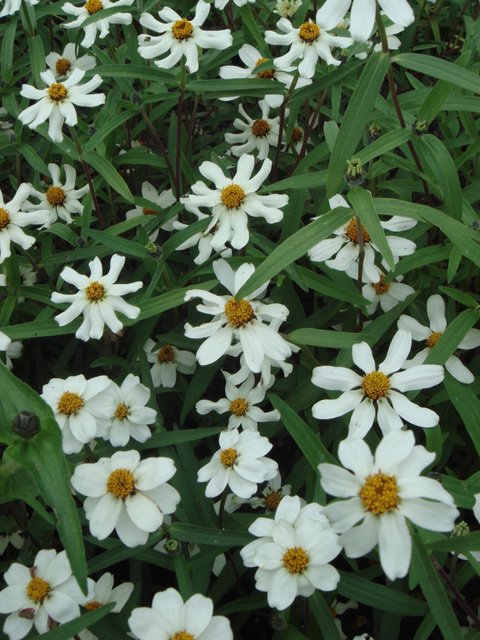 Zinnia angustifolia 'Star blanc' fleur